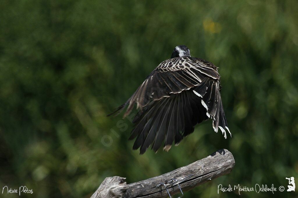 African Grey Hornbill