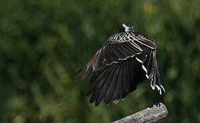 African Grey Hornbill