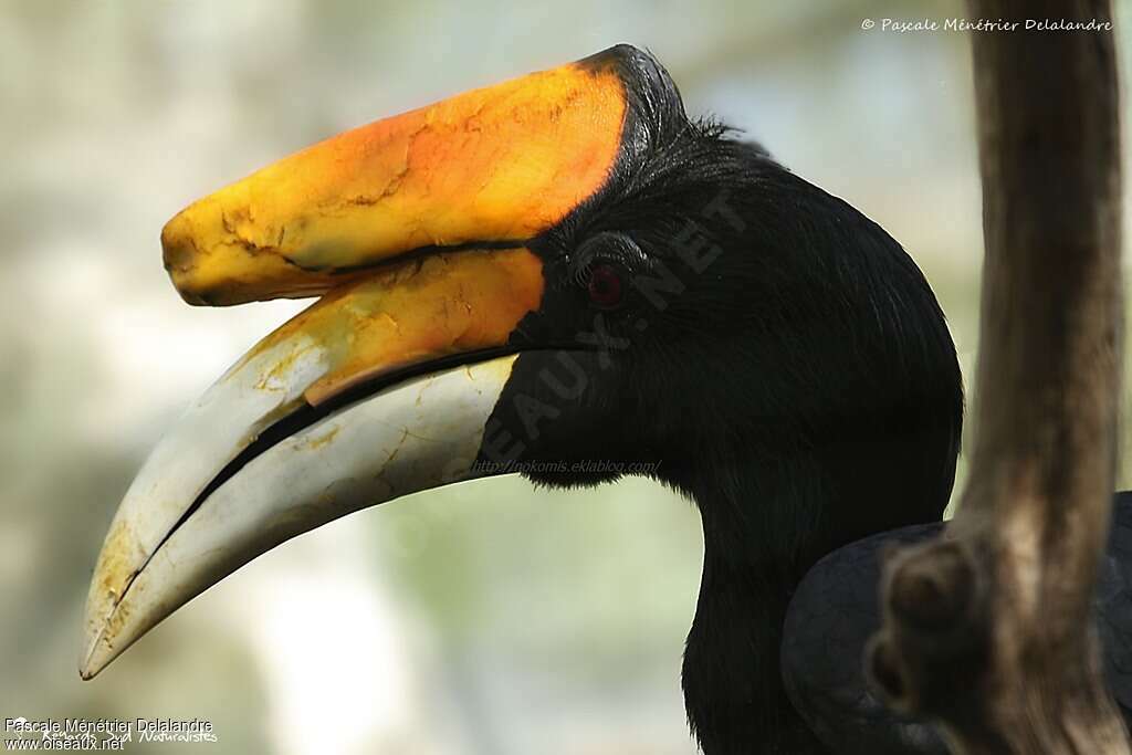 Rhinoceros Hornbill female adult, close-up portrait