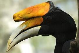 Rhinoceros Hornbill