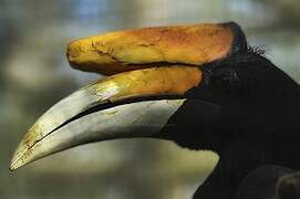 Rhinoceros Hornbill