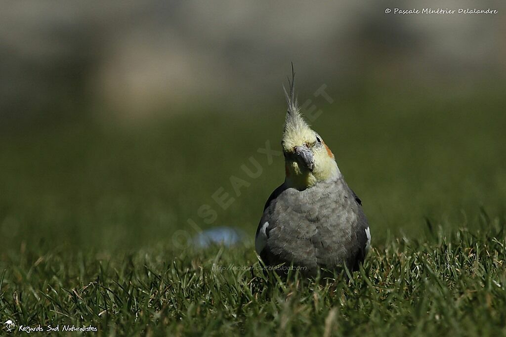 Cockatiel