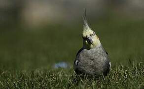 Cockatiel