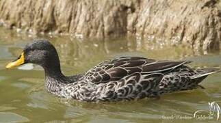 Canard à bec jaune