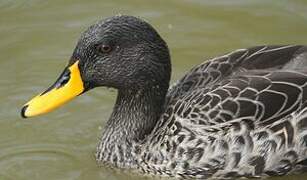 Canard à bec jaune