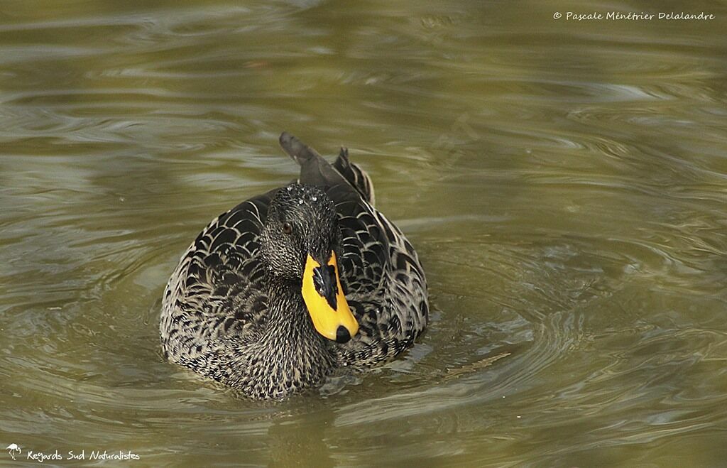 Canard à bec jaune