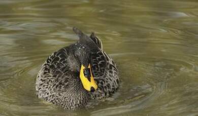 Canard à bec jaune