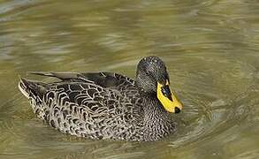 Canard à bec jaune