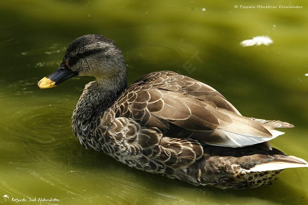 Canard à bec tacheté