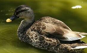 Indian Spot-billed Duck