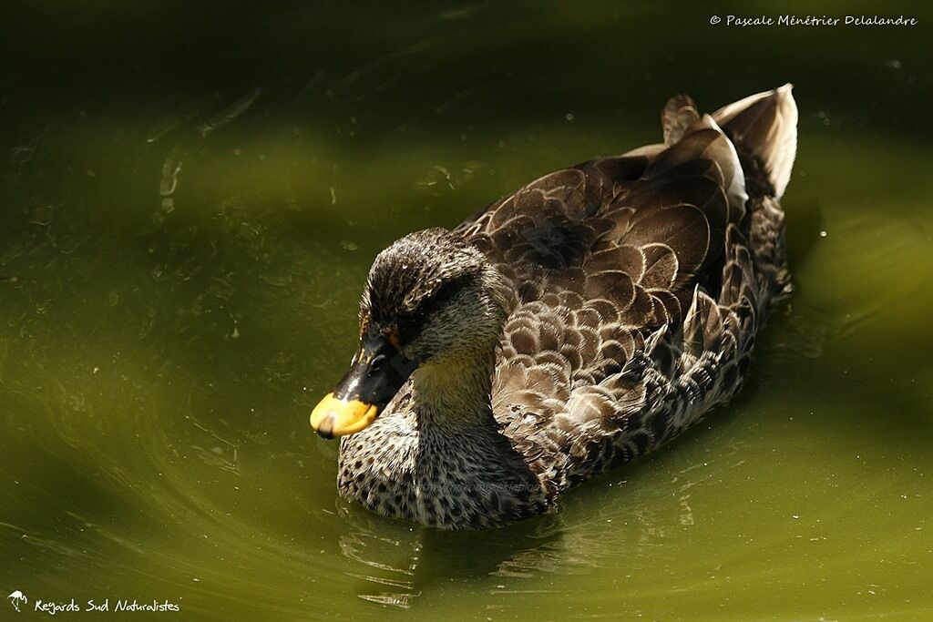 Indian Spot-billed Duck