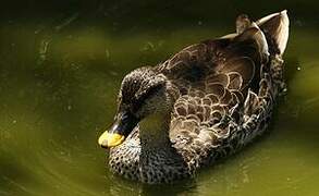 Indian Spot-billed Duck