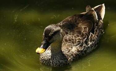 Canard à bec tacheté