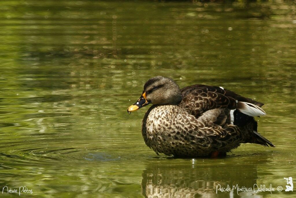 Canard à bec tacheté