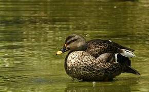 Indian Spot-billed Duck