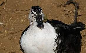 Knob-billed Duck