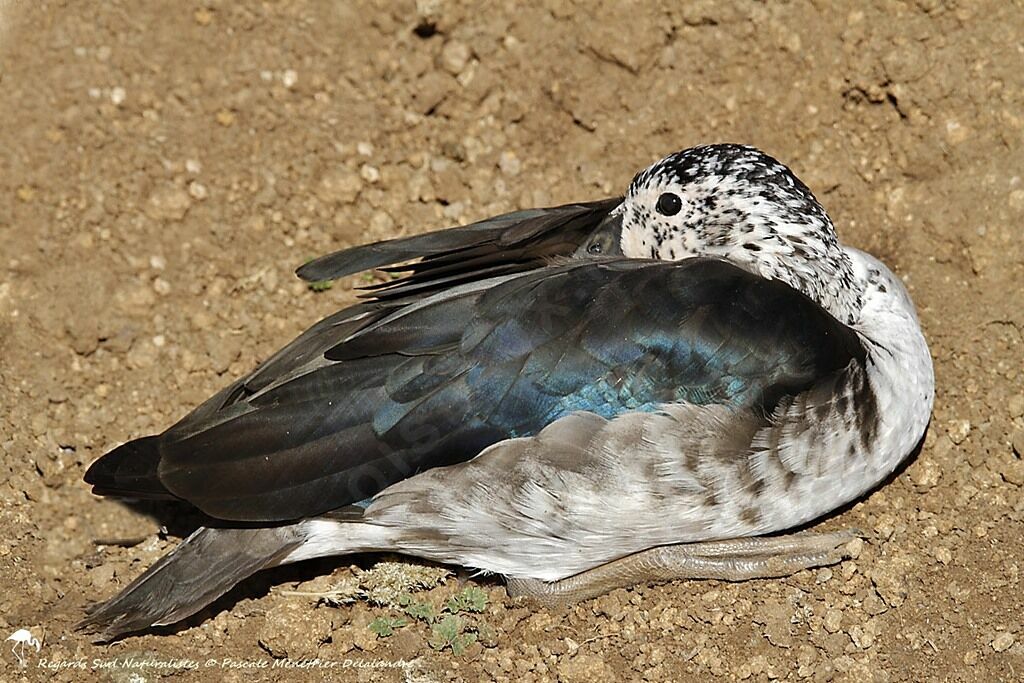 Knob-billed Duck