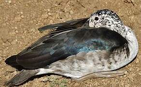 Knob-billed Duck