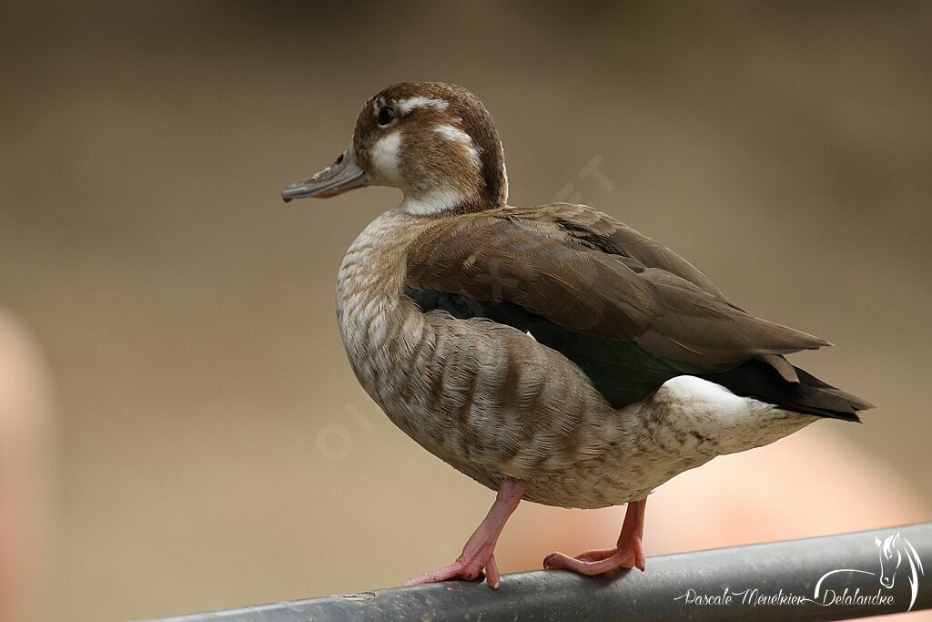 Ringed Teal