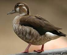 Ringed Teal