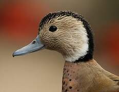 Canard à collier noir