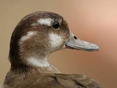 Canard à collier noir