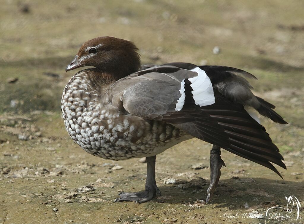 Canard à crinière