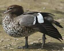 Canard à crinière