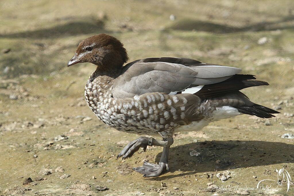 Canard à crinière