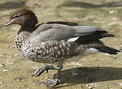 Canard à crinière