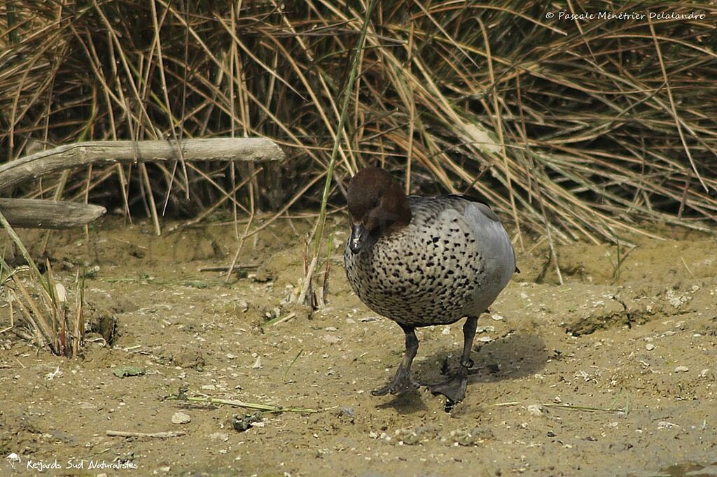 Canard à crinière