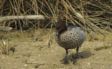 Canard à crinière