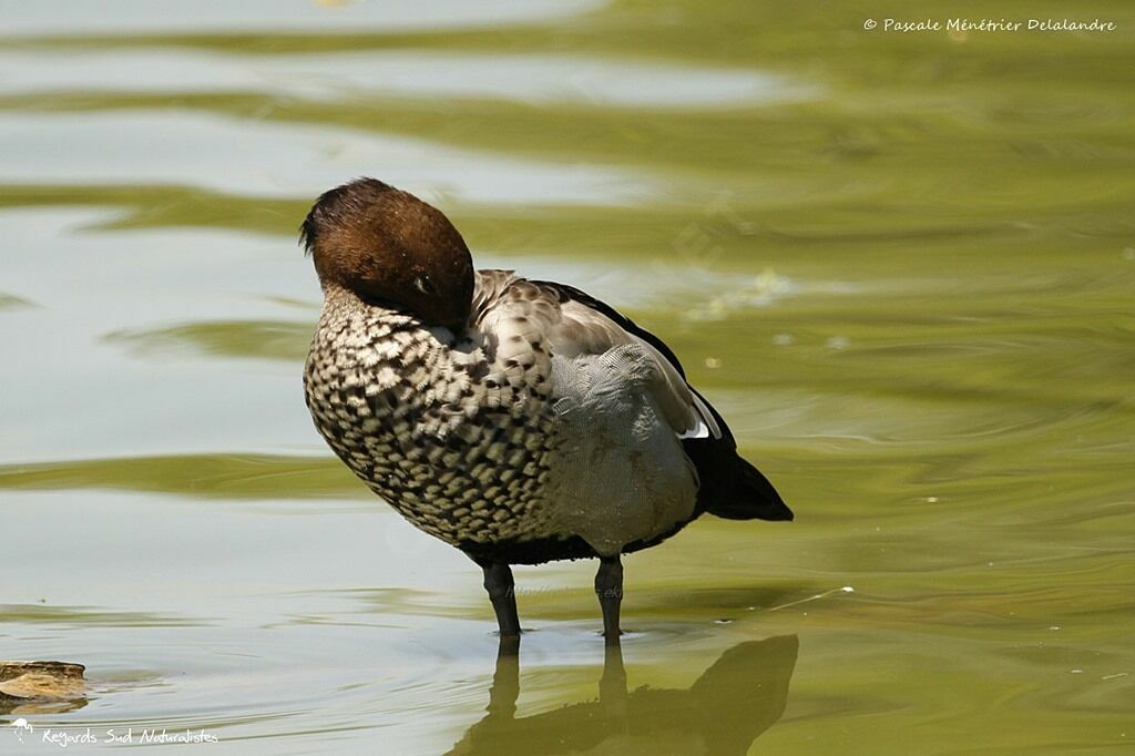 Canard à crinière