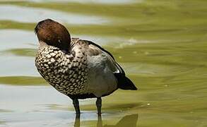 Maned Duck