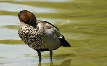 Canard à crinière