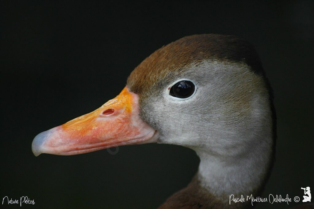 Canard amazonette