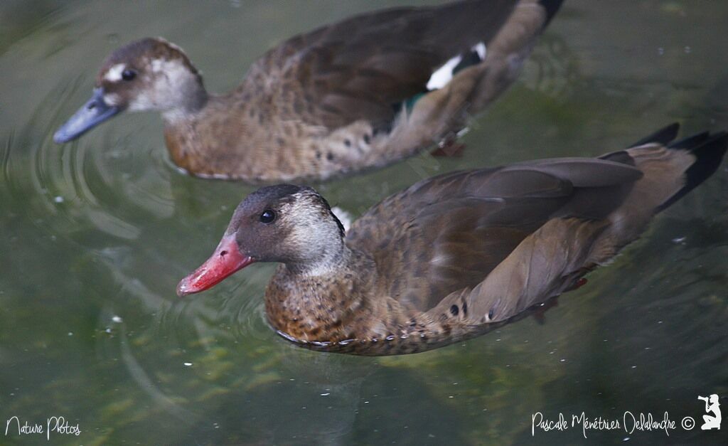 Brazilian Teal