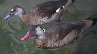 Brazilian Teal