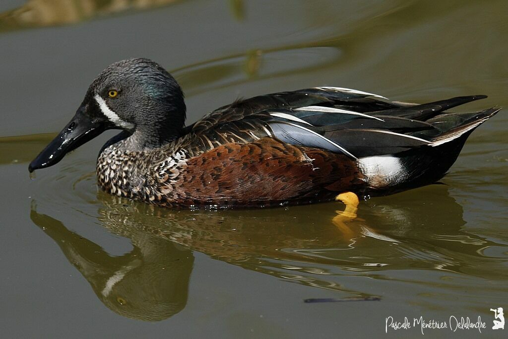 Canard bridé