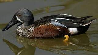 Australasian Shoveler