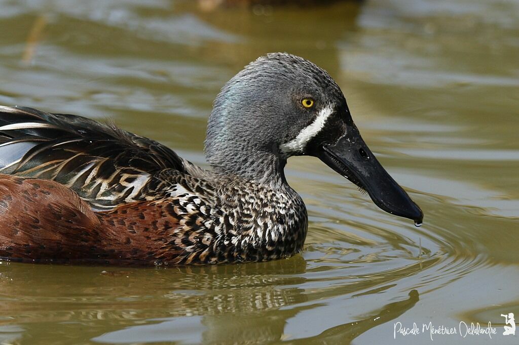 Canard bridé