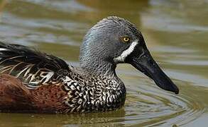 Australasian Shoveler