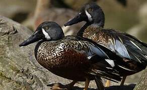 Australasian Shoveler