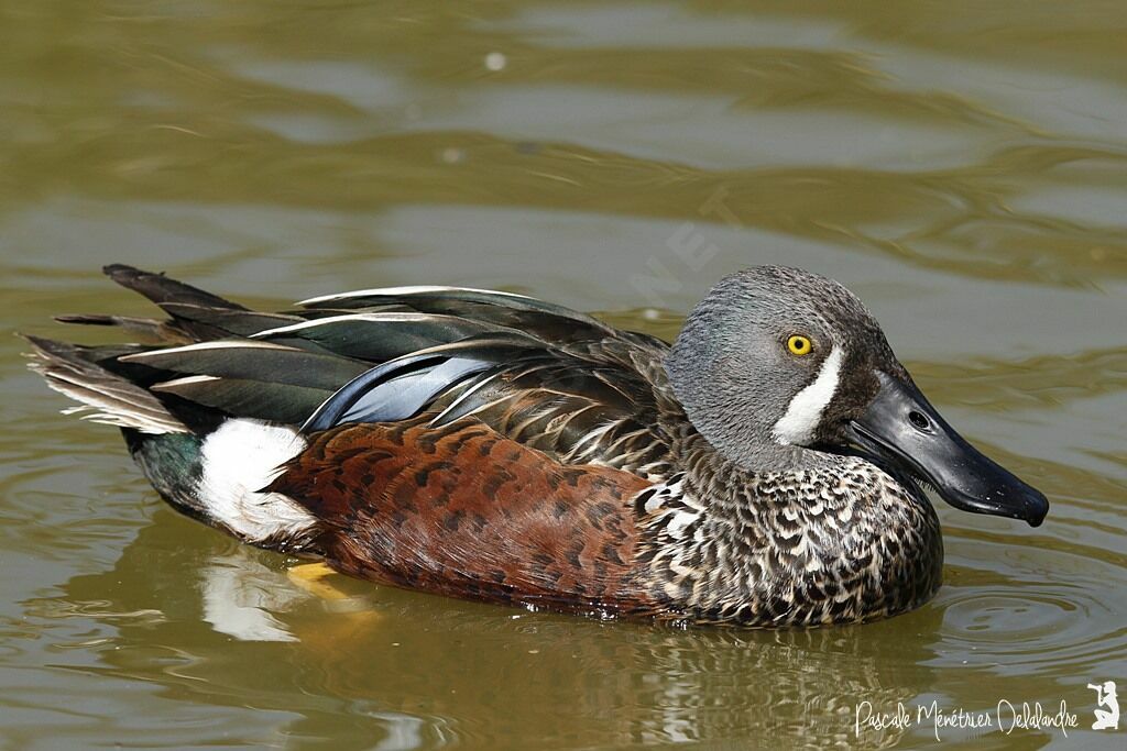 Canard bridé