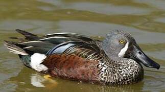 Australasian Shoveler