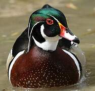 Wood Duck