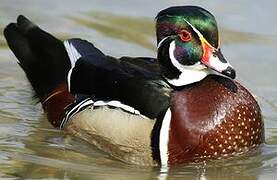 Wood Duck