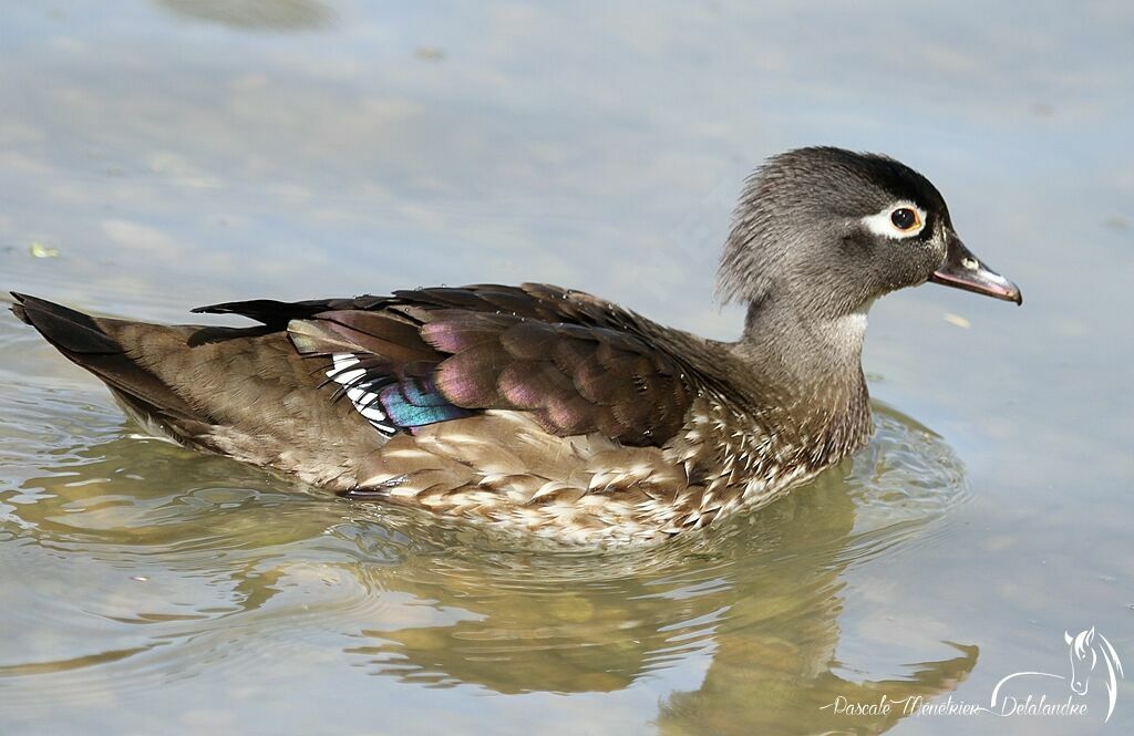 Canard carolin femelle