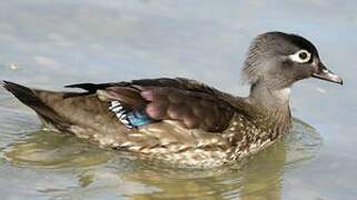 Canard carolin