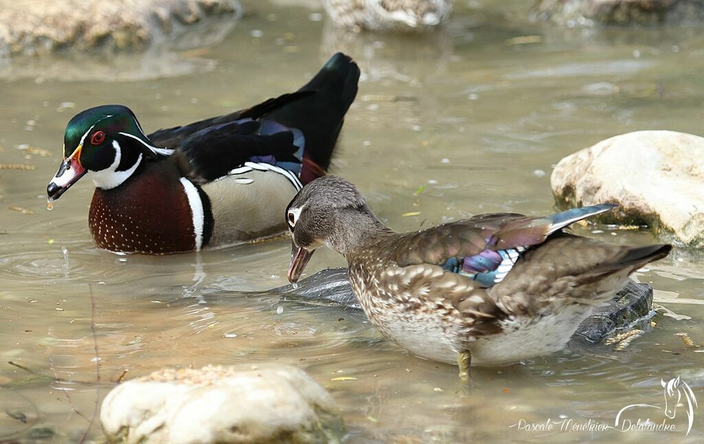 Canard carolin 